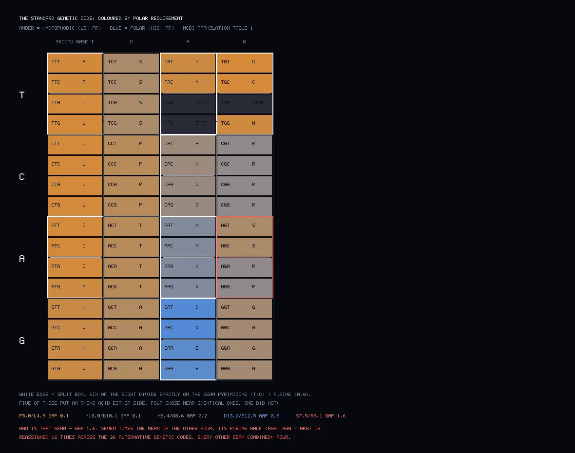 The 64-codon table in a four by four grid of boxes, each cell coloured from amber for hydrophobic to blue for polar, with one box outlined in red.